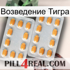 Возведение Тигра cialis4